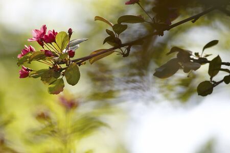 Blossom branchの写真素材