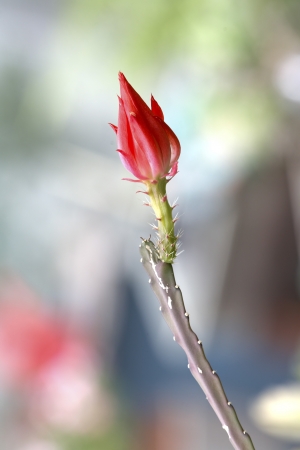 Flowering cactus bud on nice backgroundの写真素材