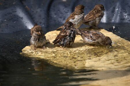 Bathing sparrows in summer paddleの写真素材