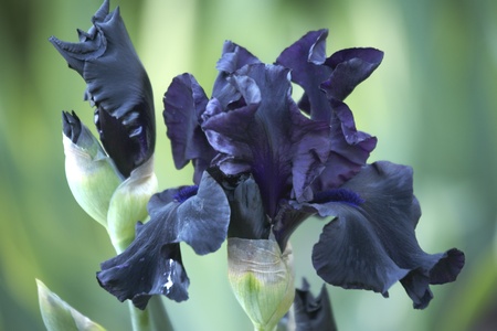 Dark blue bearded iris flowerの写真素材