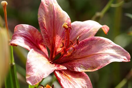 Red pale lily bud の写真素材