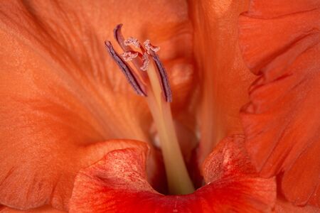 Heart of flowerの写真素材