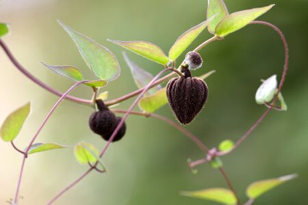 Clematis branch - bulbs and leavesの写真素材