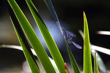 Blue dragonflyes make love on sedge leafの写真素材