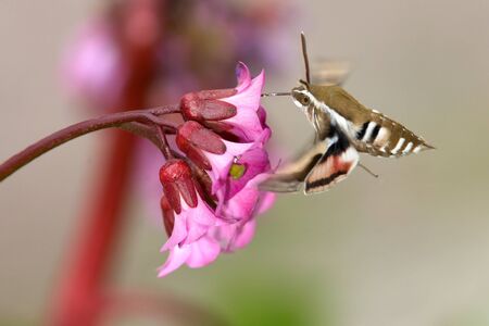 Reveler butterfly drink nectar