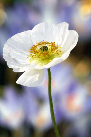 Beautiful white poppy bud flowering in gardenの写真素材