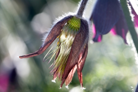 Pasque flower bud close up
