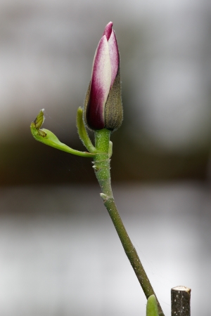 Magnolia flower bud close upの写真素材