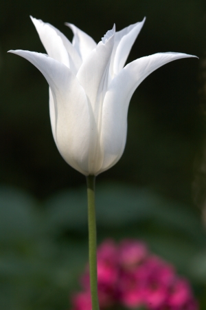 White tulip bud in gardenの写真素材