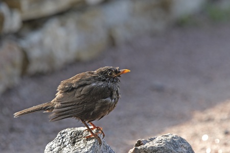Blackbird male on stone after swimming