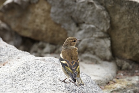 Chaffinch female sitting between stones