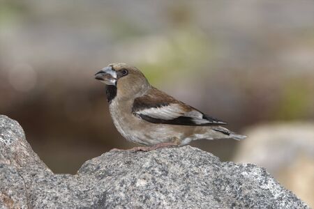 Grosbeak on rock portraitの写真素材