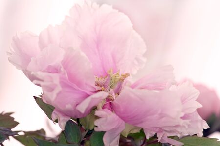 Pink wood peony flower close upの写真素材