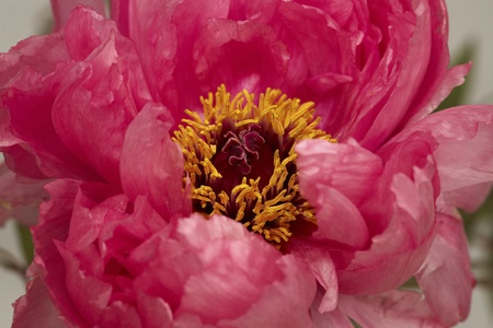 Red wood peony flower close upの写真素材