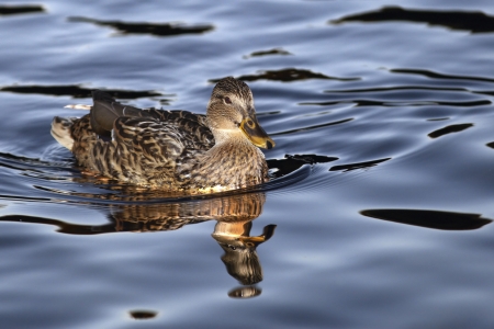 Duck mallad swinging between wavesの写真素材