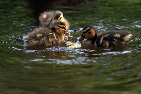 Duck mallard chickens small pranksters