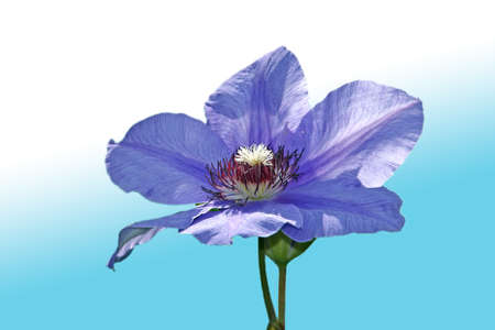 Clematis flower bud isolated on sky backgroundの写真素材