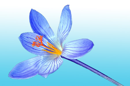Blue spring crocus flower blossomの写真素材