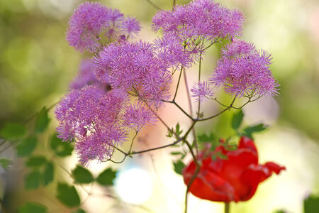 Violet decorative grass blossom in garden
