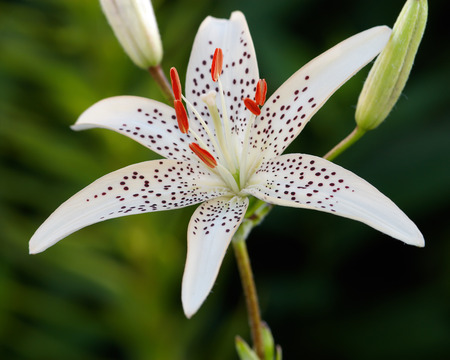 white tiger lily close upの写真素材