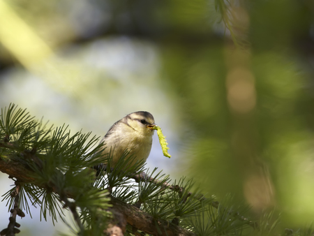 Gray tit on branch holds in its beak caterpillar