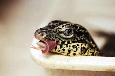 Lizard licks lips after eatingの写真素材