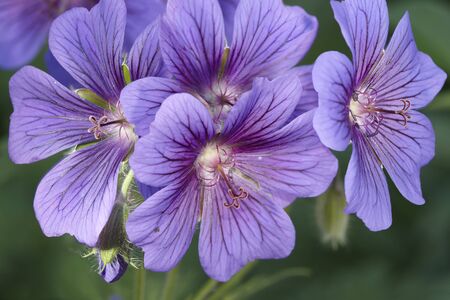 Geranium variety gardens flower branch