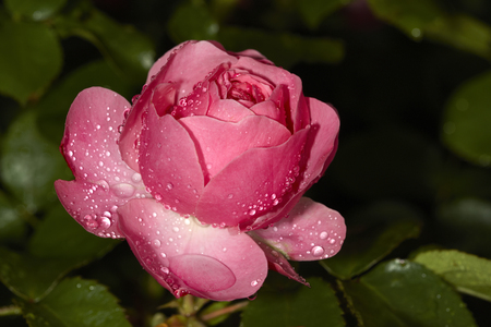 Pink rose with water drops after rainの写真素材
