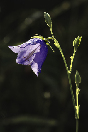 Blue bell branch with od bud after rainの写真素材