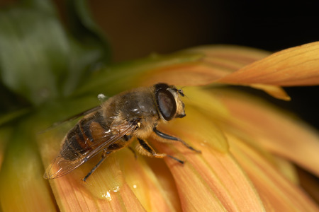 Fly on dahlia closeup