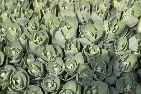 Stone flowers field closeupの写真素材