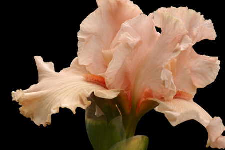 Beautiful bearded iris flower bud on black closeupの写真素材