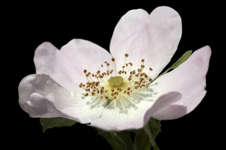 Pale pink flower bud closeup on blackの写真素材
