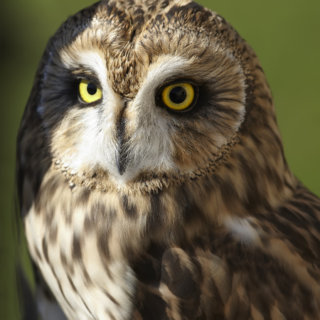Short-eared owl portrait closeupの写真素材