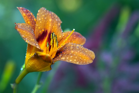 Orange day lily bud with dew dropsの写真素材