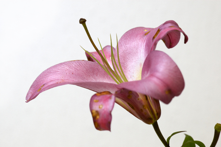 Pale pink lily bud on light backgroundの写真素材