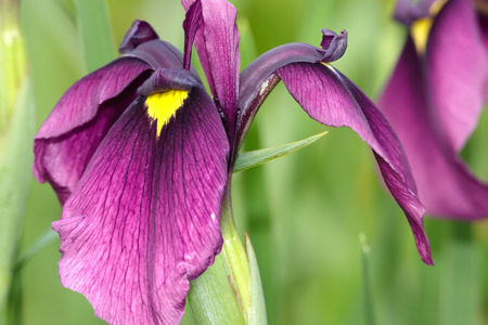 Japanese iris flower closeupの写真素材