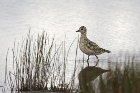 Golden plover on shallow waterの写真素材
