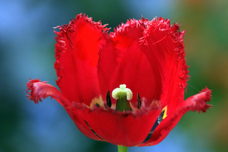 Red terry tulip clopseupの写真素材