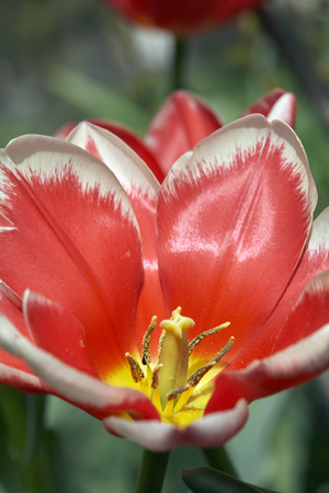 Scarlet opened bud of tulip closeupの写真素材