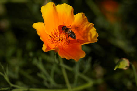 Fly on orange flower closeup