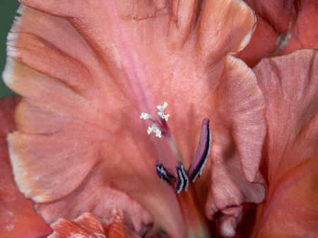 Gladiolus petals closeupの写真素材