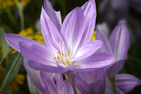 Autumn crocuses fkower buds blossomの写真素材