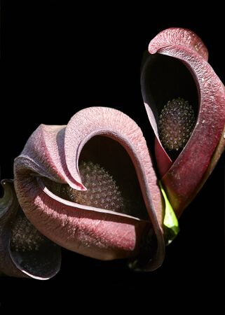 Exotic plants - symplocarpus on black backgroundの写真素材