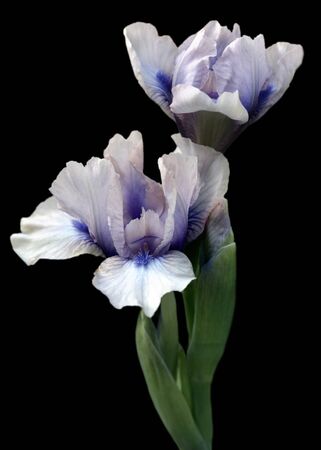 Two irises flower buds blossom on branchの写真素材