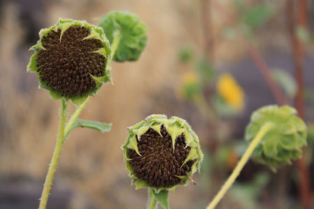 Sunflower Centersの写真素材