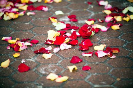 Rose petals on the road, wedding traditionの写真素材