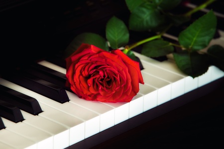 Red rose on the top of grand piano keysの写真素材