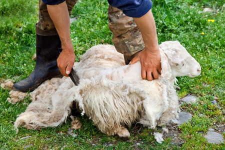Man shearing sheep by scissorsの写真素材