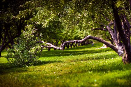 Road in the apple garden, focus on the grassの写真素材